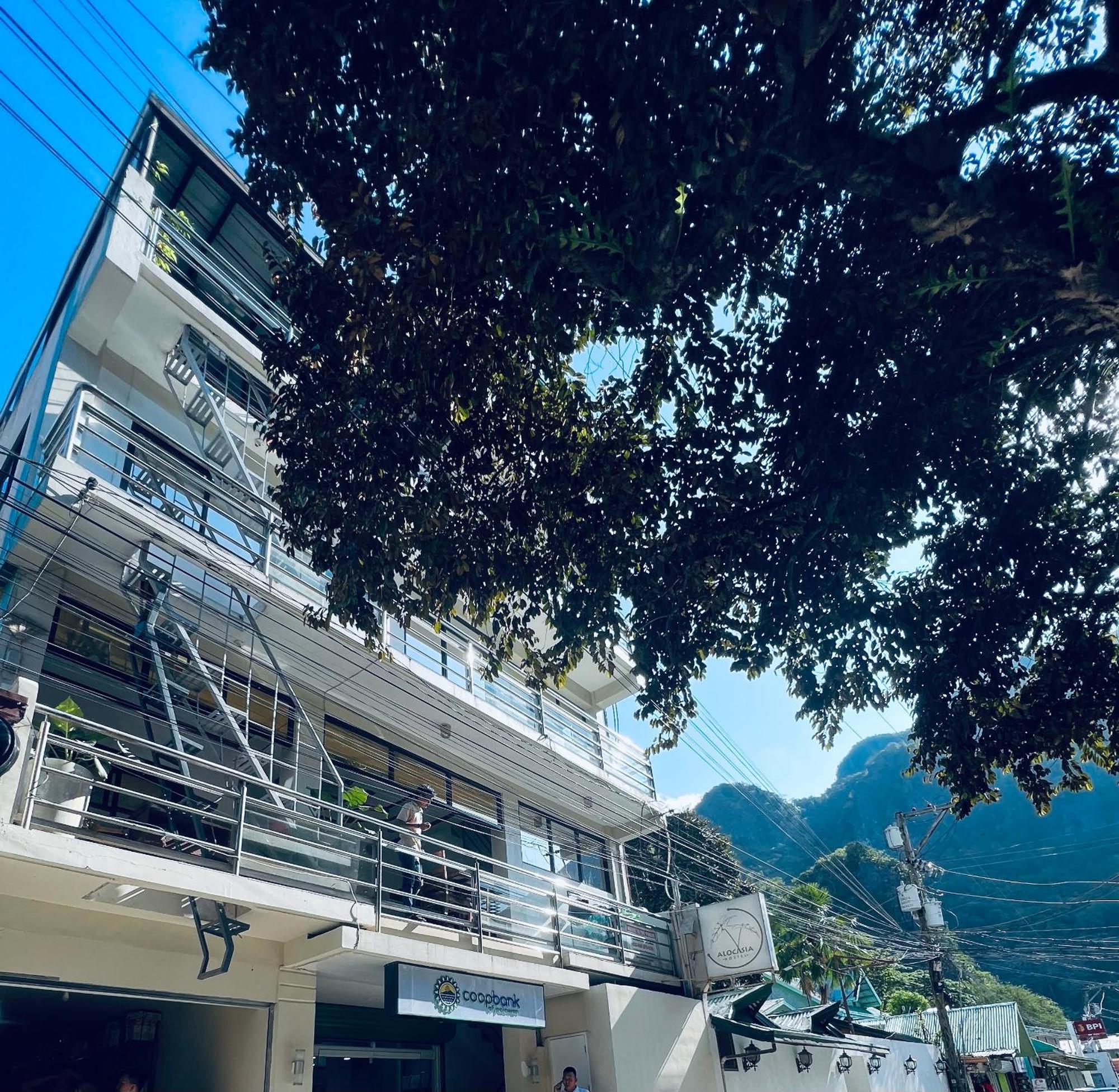 Alocasia El Nido Exterior photo